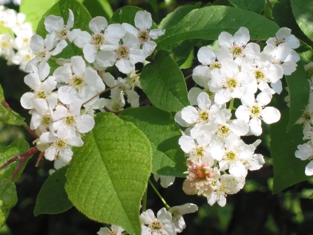 Bird-cherry