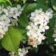 Bird-cherry