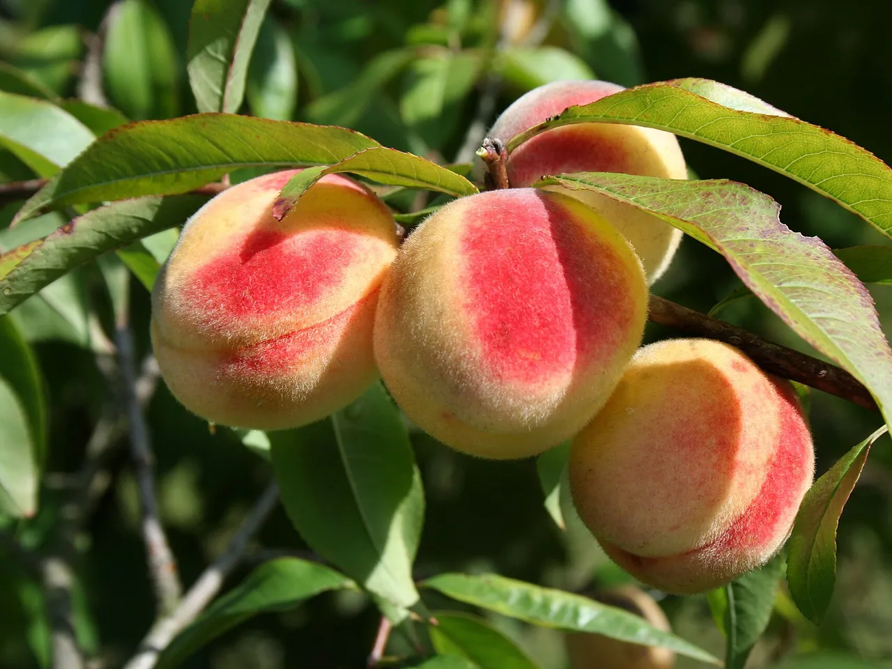 Peach