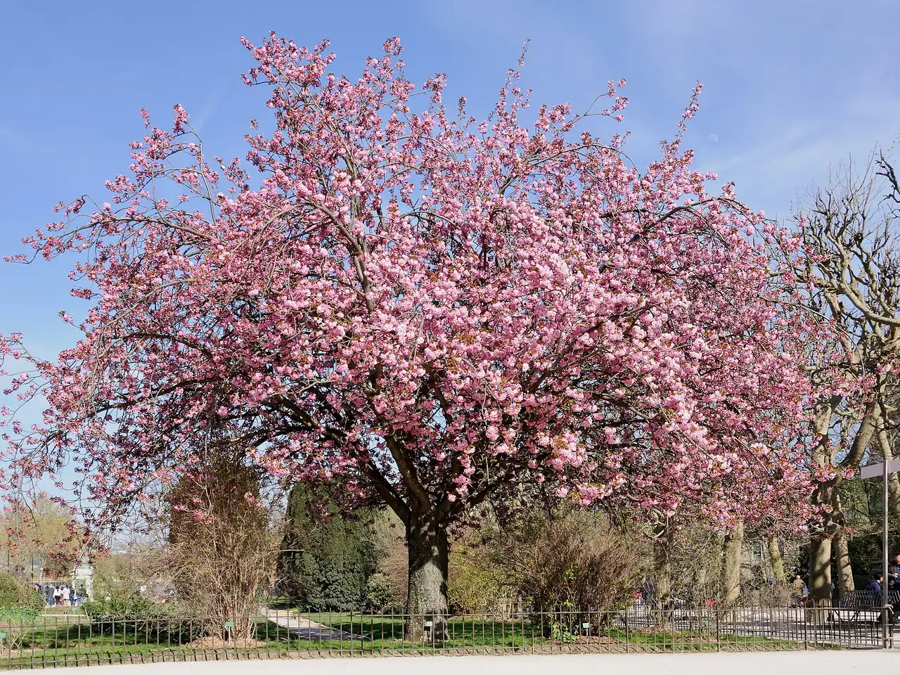 East Asian cherry