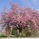 East Asian cherry