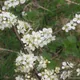 Blackthorn