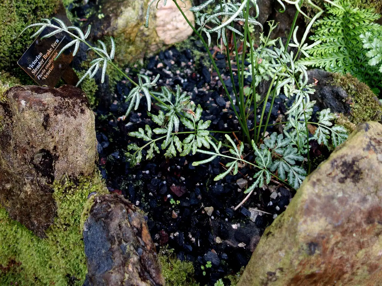 Pteris ensiformis