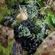 Pteris ensiformis