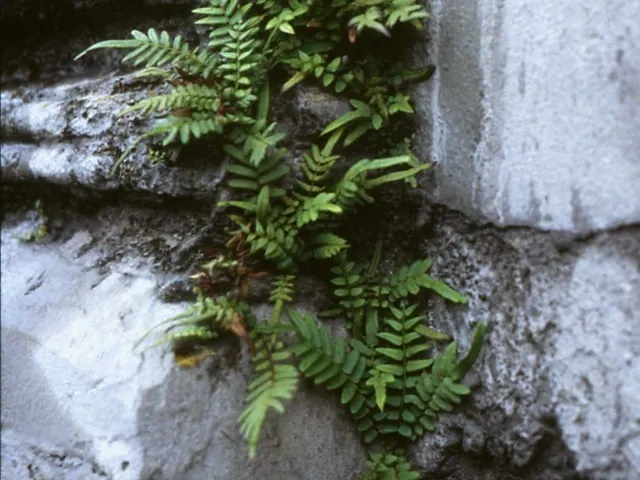 Ladder brake fern