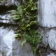 Ladder brake fern