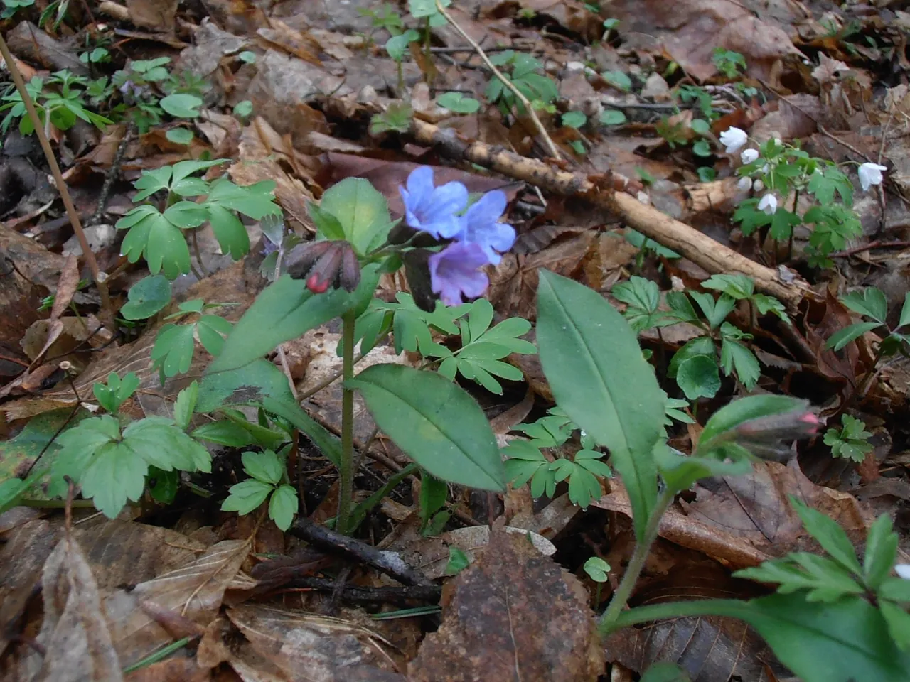 Pulmonaria obscura