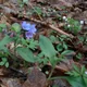 Pulmonaria obscura