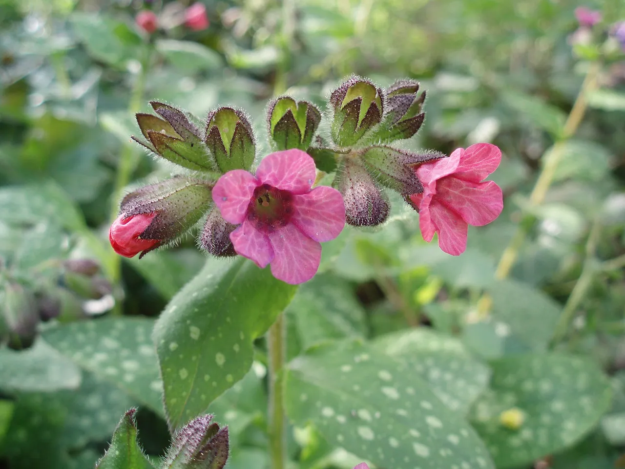 Lungwort