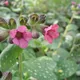 Lungwort