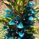 Puya alpestris
