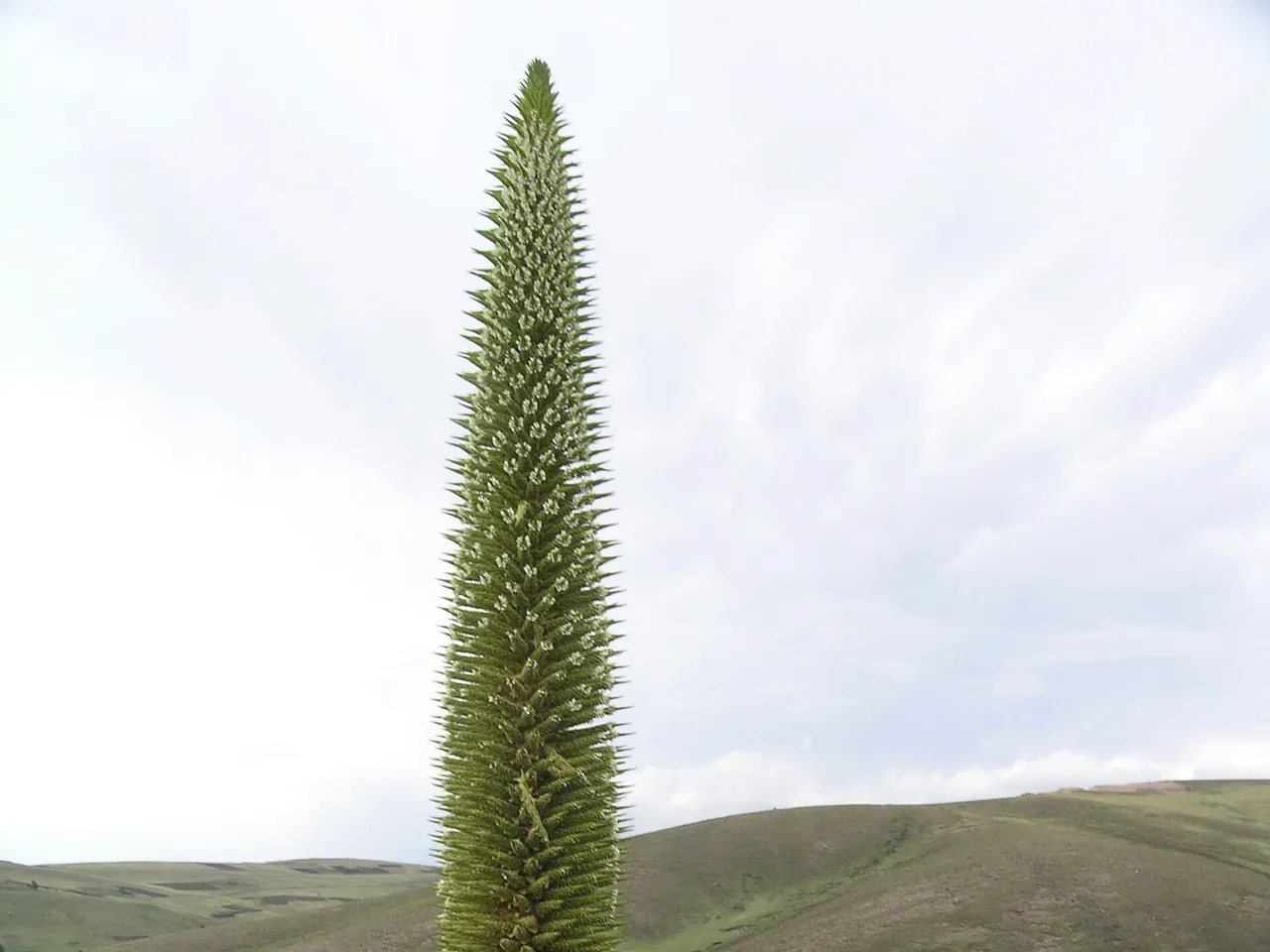 Puya Raymondi violadora
