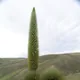 Puya Raymondi violadora