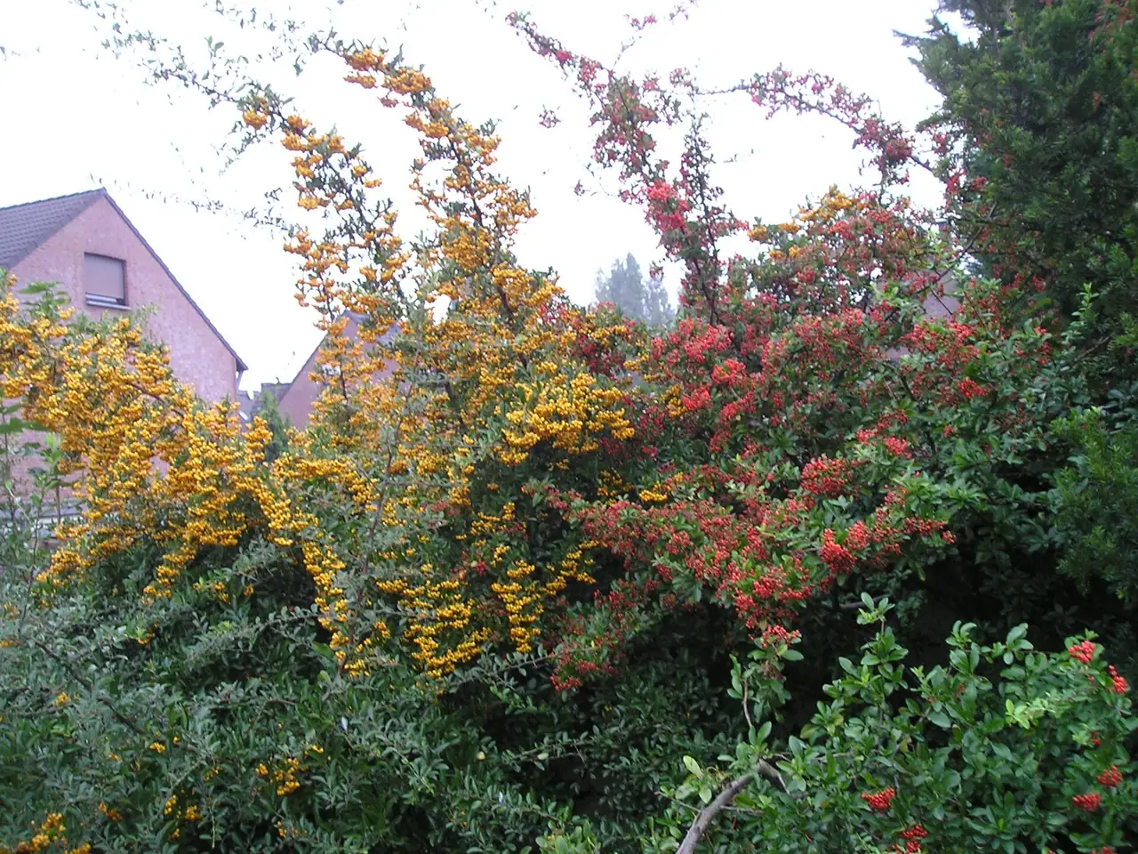 Scarlet firethorn