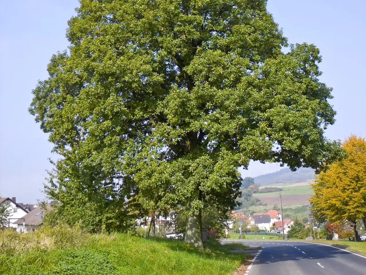 Cornish oak