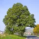 Cornish oak
