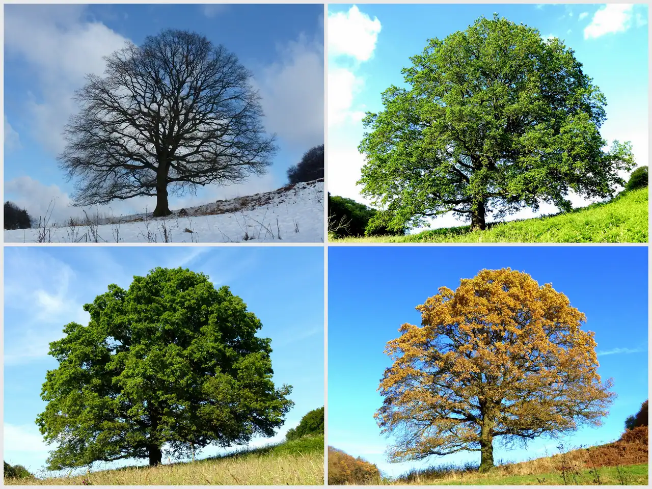 Pedunculate oak