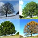 Pedunculate oak