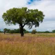 Cork oak