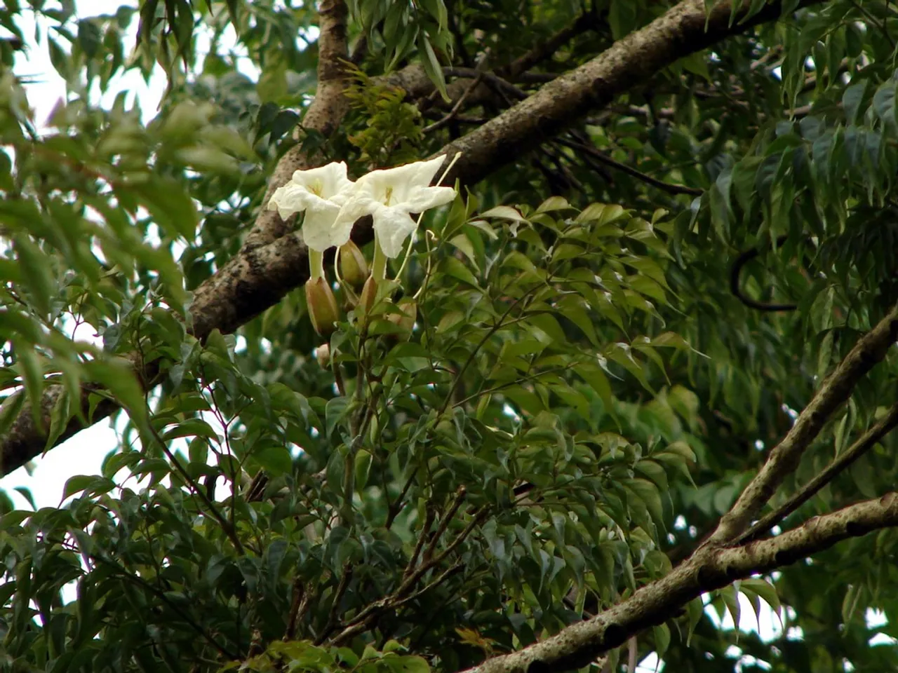 Radermachera sinica