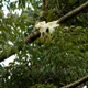 Radermachera sinica