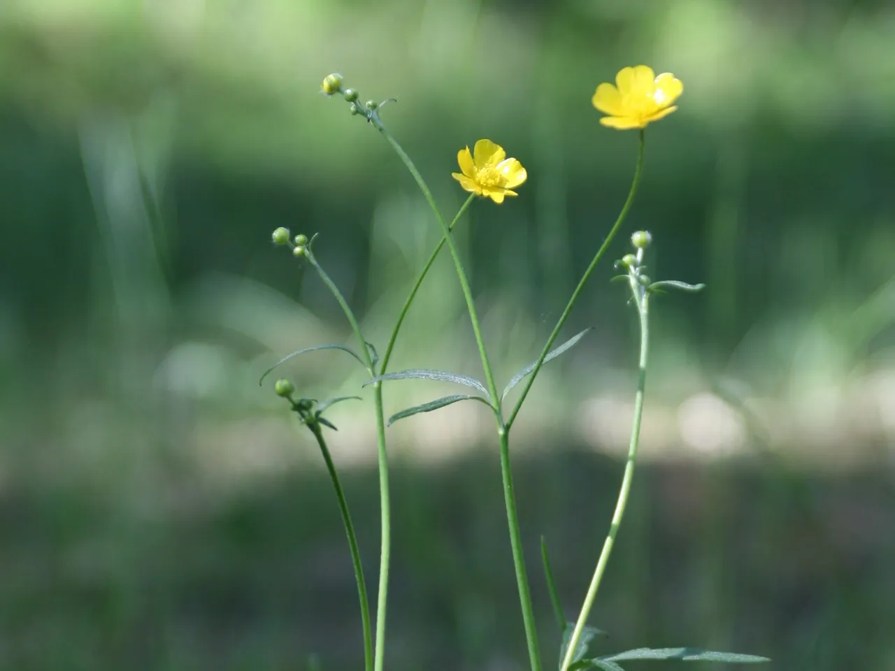 Common buttercup