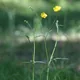 Common buttercup