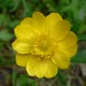 California buttercup