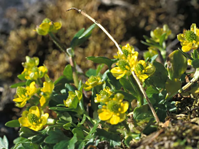 Pygmy buttercup