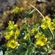 Pygmy buttercup