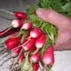 Radish