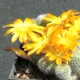 Rebutia fabrisii