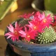 Rebutia minuscula