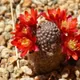 Rebutia padcayensis
