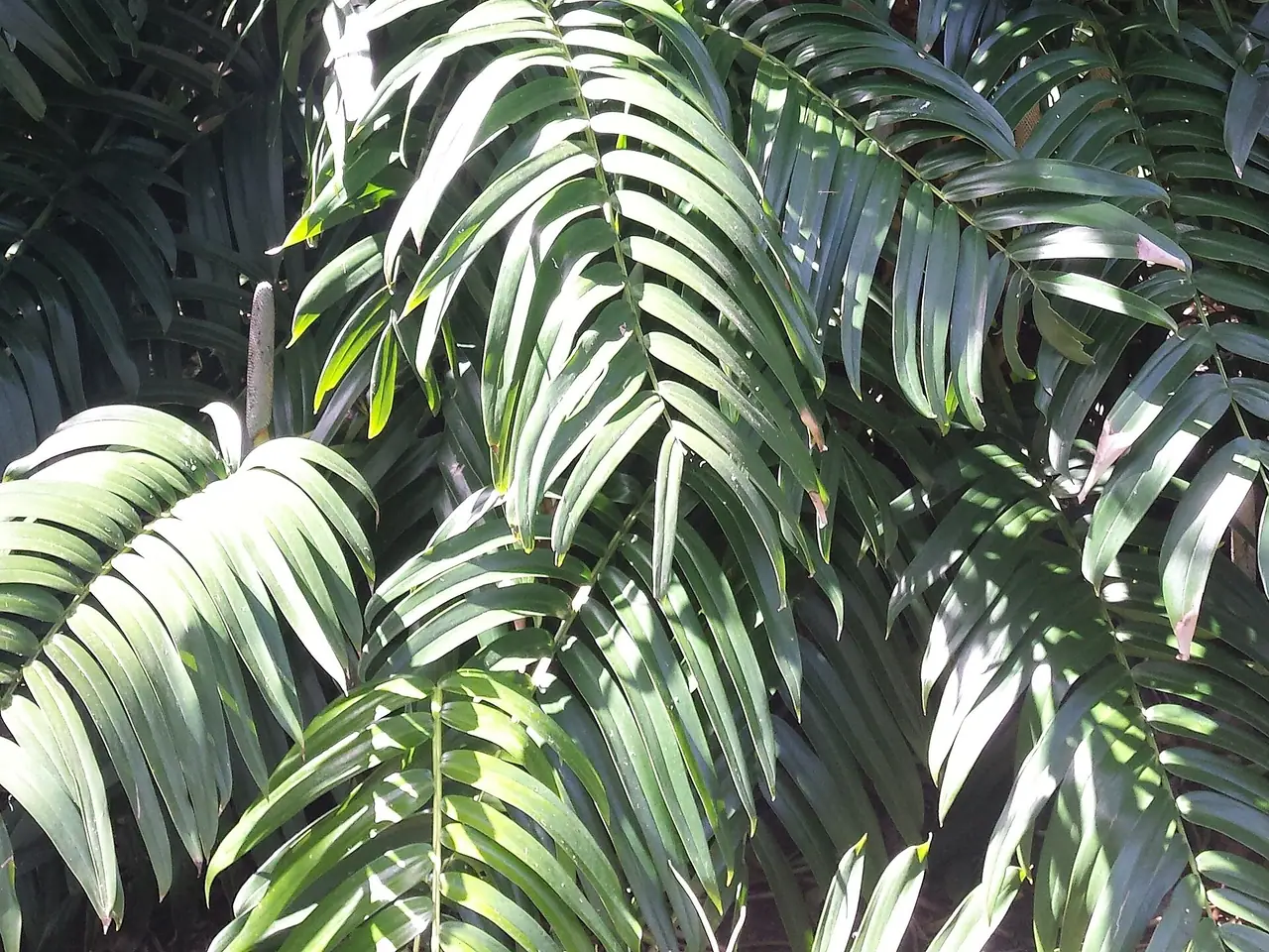 Rhaphidophora decursiva