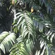 Rhaphidophora decursiva