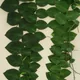 Rhaphidophora korthalsii