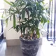 Bamboo palm