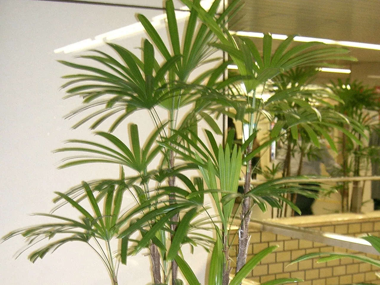 Dwarf bamboo palm