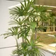 Dwarf bamboo palm