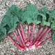 Rhubarb