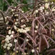 Mistletoe cactus