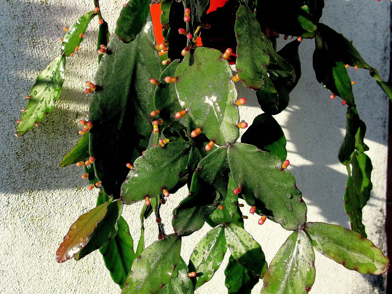 Rhipsalis elliptica