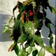 Rhipsalis elliptica