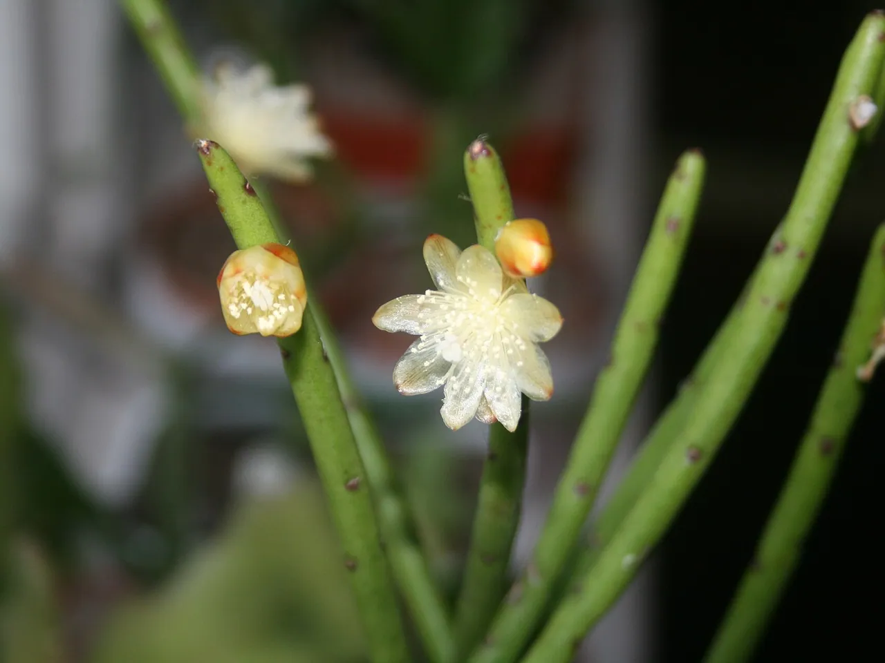 Rhipsalis floccosa