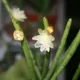 Rhipsalis floccosa