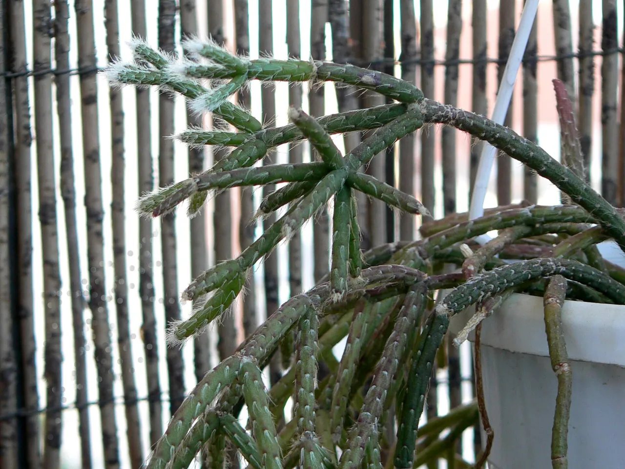 Rhipsalis pilocarpa
