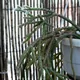 Rhipsalis pilocarpa