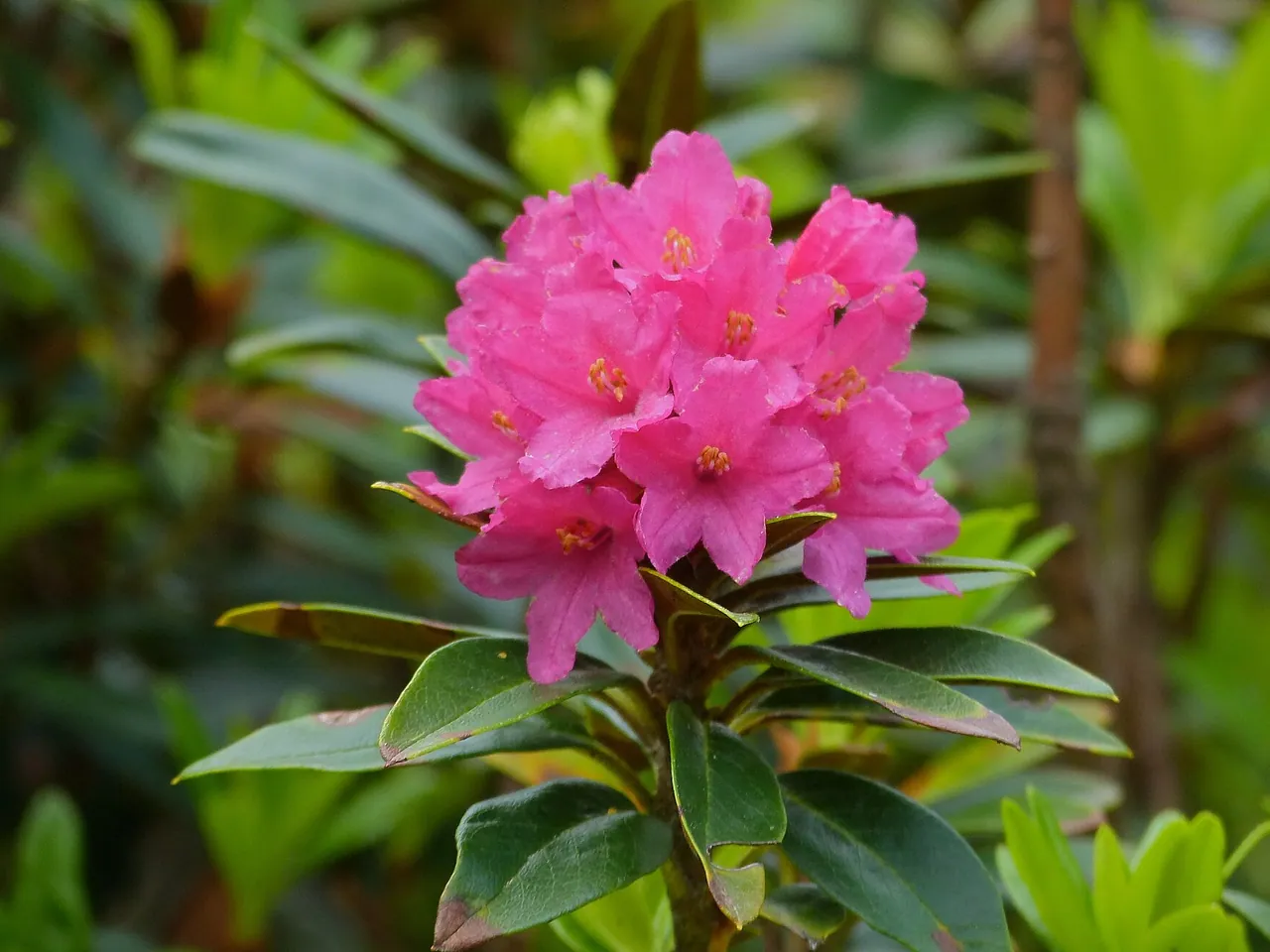 Alpenrose