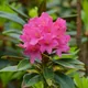 Alpenrose